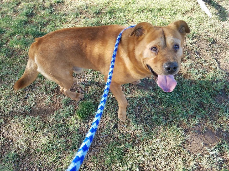 Adopt a friend: Bowser